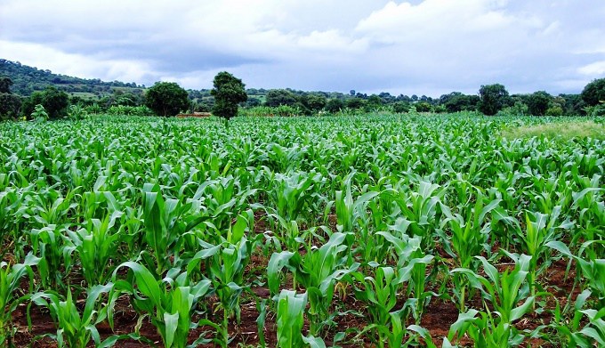 maize-plantation.jpg