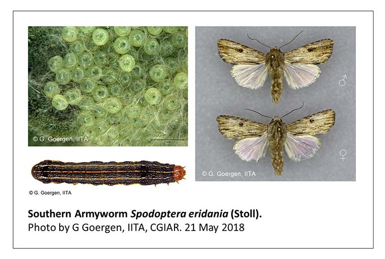 Southern-armyworm-G-Goergen-IITA-4-web.jpg