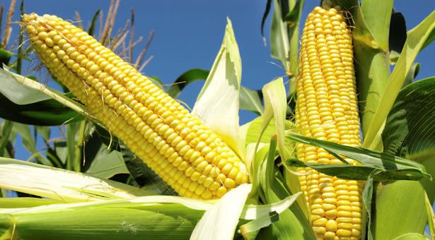 maize.jpg