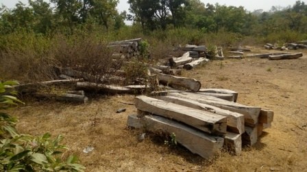 Abandoned-dried-up-rosewood-logs-in-Mopa-Moro-Kogi-State.jpg
